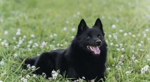 Schipperke: conheça as características do cachorro dessa raça