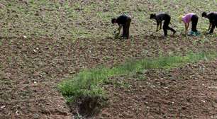 Seca pode agravar escassez de alimentos na Coreia do Norte