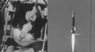 Antes de cadela Laika, uma gata francesa superou astronautas, chegou ao espaço e teve destino trágico