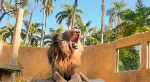 Com novos moradores, BioParque do Rio é atração animal no Dia do Trabalhador