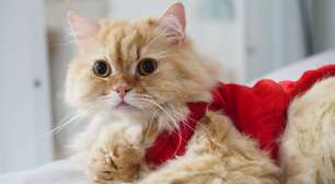 Turma da Mônica: 8 nomes para gatos inspirados nos personagens