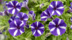 Petúnia: a flor colorida que conquista jardins com facilidade