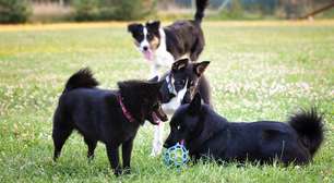 Por que os cães cheiram o traseiro uns dos outros: a ciência por trás da comunicação olfativa canina