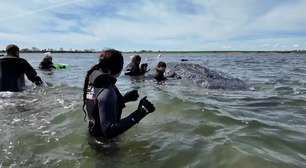 Baleia que estava encalhada na Alemanha é solta no mar após resgate comovente