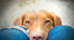 Como os cachorros enxergam? 7 curiosidades sobre a visão deles