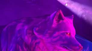 Shakira e o instinto da loba: como se comporta o animal que inspira a cantora colombiana