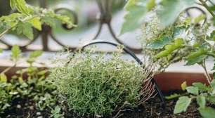 Nem alecrim, nem hortelã: a erva aromática fácil de cultivar em casa e que faz bem para a saúde do coração