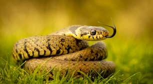 Sonhar com cobra lidera buscas; veja o que está por trás do significado