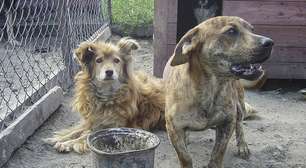 Cão que late demais pode gerar punição? Veja o que diz a lei sobre barulho de animais e perturbação do sossego