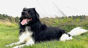 Stabyhoun: conheça as características do cachorro dessa raça