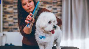 Cachorro com nós no pelo? Este item da sua cozinha resolve o problema