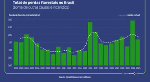 Perdas florestais caem 42% no Brasil, aponta estudo
