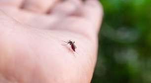 Anvisa libera produção nacional da vacina de chikungunya pelo Butantan; entenda o impacto no SUS