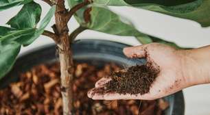 Nem borra de café, nem cascas de ovo: se você jogar restos de comida nas suas plantas, pode estar matando-as