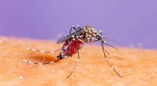Dengue, zika ou chikungunya? Entenda o que muda em sintomas, riscos e tratamento