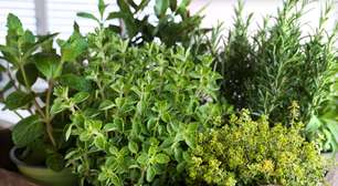 Pouca gente sabe, mas esta planta simples é o segredo para melhorar o colesterol e o coração