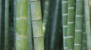 Bambu reúne propriedades que ampliam seu uso no lar