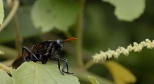Maior espécie de mosca do mundo tem origem brasileira