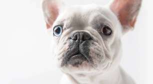 Nariz de cão também tem identidade: a biometria natural que pode ajudar a encontrar pets perdidos