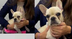 Cachorrinha que ingeriu pedras de crack recebe alta da UTI e será adotada por PM que fez o resgate