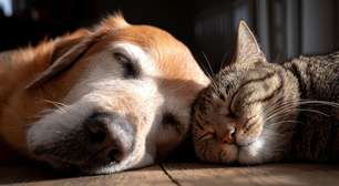 Será que nossos pets sentem tédio? Veja como motivá-los no dia a dia