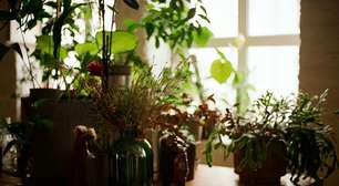 Vasos ou solo: qual a melhor forma de cultivar ervas?