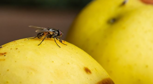 Existe uma planta que moscas detestam. Indispensável para as janelas de casa, ela as repele e decora o ambiente