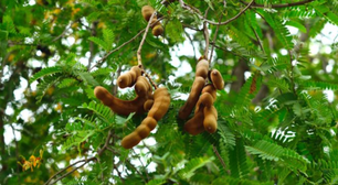 Árvore tropical e frutífera que muitos ignoram pode crescer com facilidade em qualquer quintal
