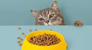 Gato sem fome: 6 dicas para melhorar o apetite do animal