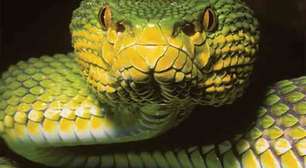 Serpente descoberta em Mianmar desafia cientistas com combinação incomum de características