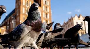 Aves urbanas têm mais medo de mulheres que homens, sugere estudo