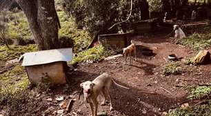 Homem é preso por manter 27 cães, javali e ave silvestre em situação de maus-tratos no RS