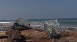 Criaturas marinhas azuladas invadem praias da Califórnia e chamam atenção de banhistas