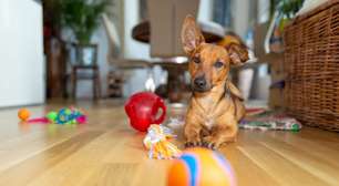 7 dicas para gastar a energia do cachorro dentro de casa