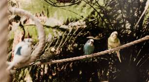 Papagaios pensam? A ciência mostra como aves psitacídeas rivalizam com primatas em memória, linguagem e cognição social