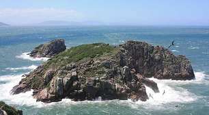 Mamífero raríssimo do planeta vive em uma ilha brasileira