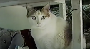Os bigodes dos gatos como sensores 3D: a ciência por trás das vibrissas e da navegação em total escuridão