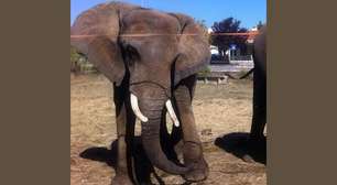 Último elefante de circo em Portugal será encaminhado a santuário no sul do país