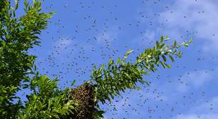 Afastar abelhas pode ser mais simples com medidas naturais