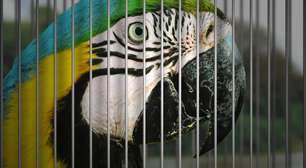Curtir conteúdos de animais silvestres estimula tráfico internacional, alerta campanha