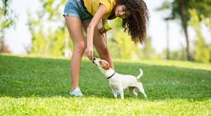 Como cães "enxergam o tempo" pelo olfato e usam cheiros para prever o passado e antecipar o futuro