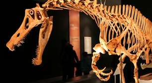 A disputa pelo retorno do dinossauro Irritator ao Brasil