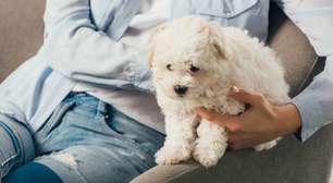 Visão animal desvendada: por que cães e gatos veem o mundo de forma tão diferente da nossa