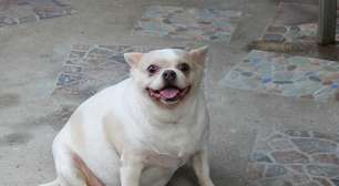 Seu cachorro está gordinho? Especialista acende alerta sobre a saúde do pet