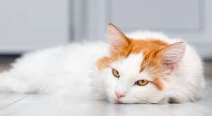 Quanto tempo o pet pode ficar sozinho? Confira o limite para cães e gatos