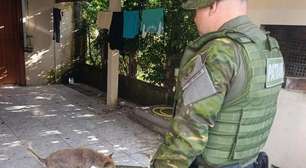 Cão desnutrido e com sarna é resgatado e tutor acaba preso em Torres