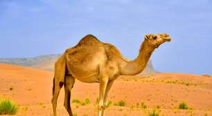 Camelos: 8 curiosidades sobre esses animais do deserto