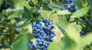 'Rei dos antioxidantes': fruto ganha espaço na jardinagem doméstica por facilidade de cultivo e alto valor nutricional; conheça