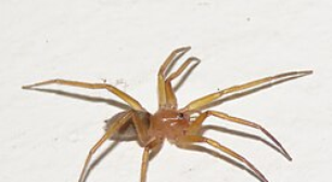 A aranha "Pink Floyd": o pequeno gigante das frestas que protege sua casa