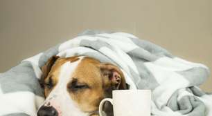 Gripe em cachorro: veja os sintomas e as formas de prevenção